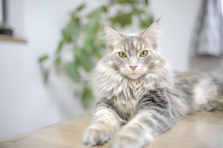 Maine Coon cat petの写真素材