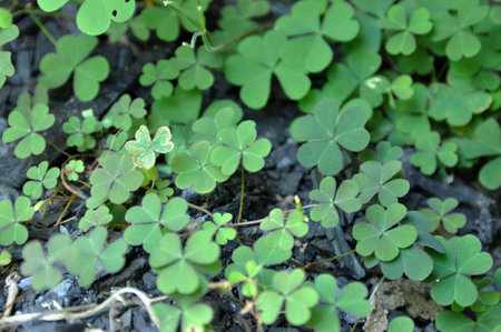 leaf
