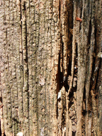 wood decayの写真素材