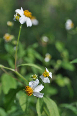 wooden pegs.の写真素材