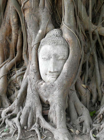 Buddha in tree Ayutthaya  の写真素材