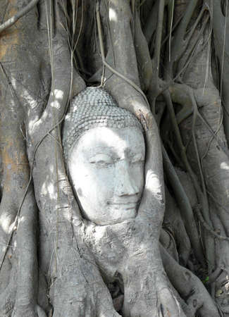 Buddha in tree Ayutthaya  の写真素材