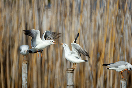 Seagullの写真素材