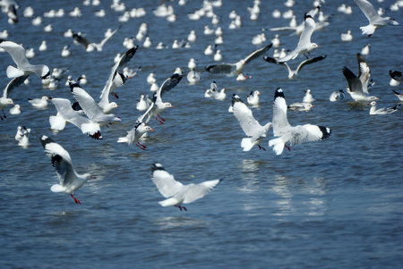 Seagullの写真素材