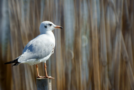 Seagullの写真素材