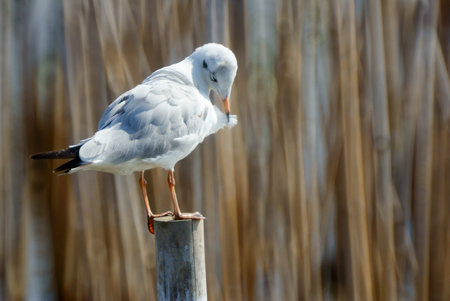 Seagullの写真素材