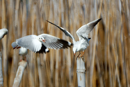 Seagullの写真素材