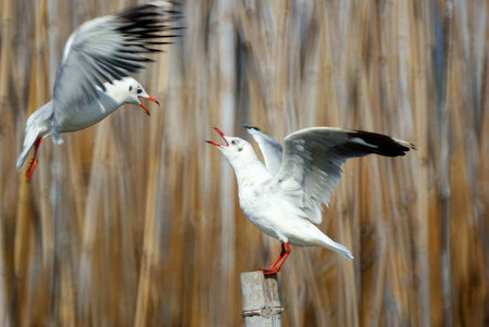 Seagullの写真素材