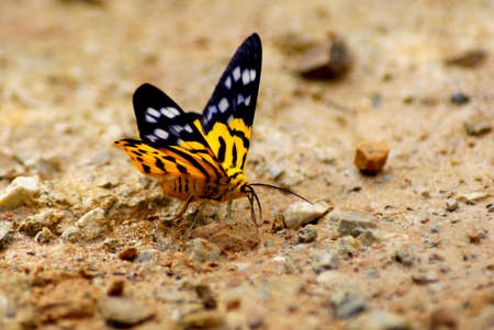 Butterflyの写真素材