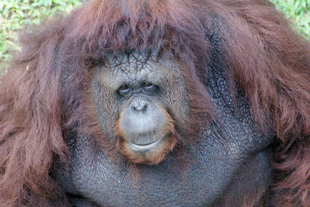 Orangutanの写真素材
