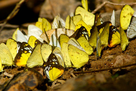 Butterflyの写真素材