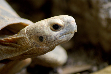 Turtleの写真素材