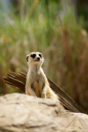 Meerkatの写真素材