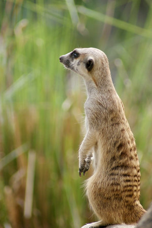 Meerkatの写真素材