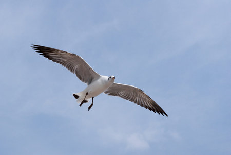 Seagullの写真素材