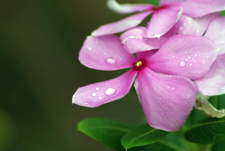 Flowerの写真素材