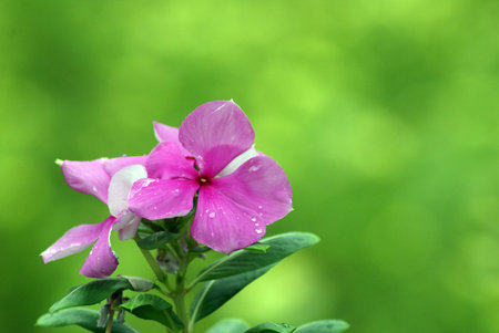 Flowerの写真素材