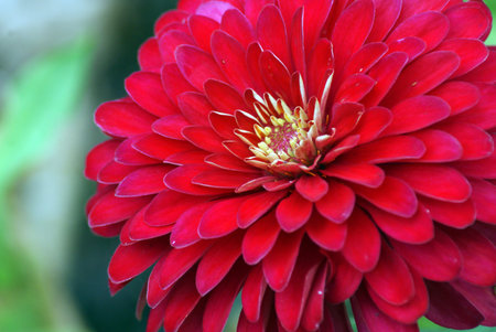 Flowerの写真素材