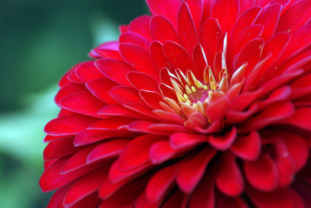 Flowerの写真素材