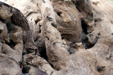 The art of Treeの写真素材