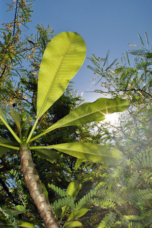 Tree on blueskyの写真素材