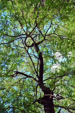Tree on blueskyの写真素材