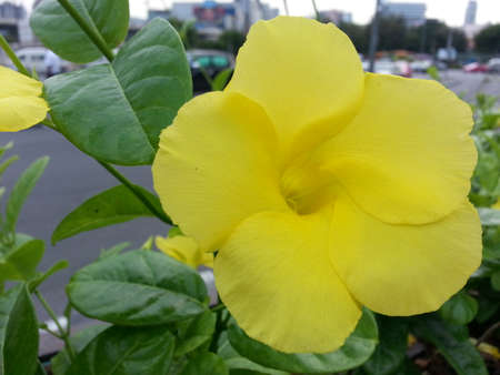 Yellow Flower in the Victory Monumentの写真素材