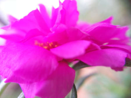 Pink Flowerの写真素材