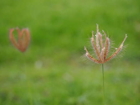Grass Flowers is Valueless Weed on Green Backgroundの写真素材