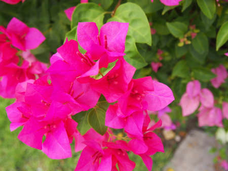 Magenta Bougainvillea Flower or Paper Flowerの写真素材
