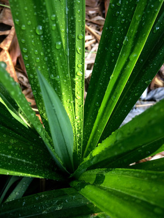Dewdrops on green padanus