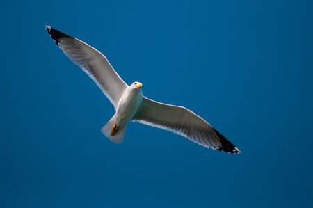 seagull flying with spread wings