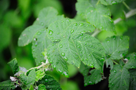 green leaves