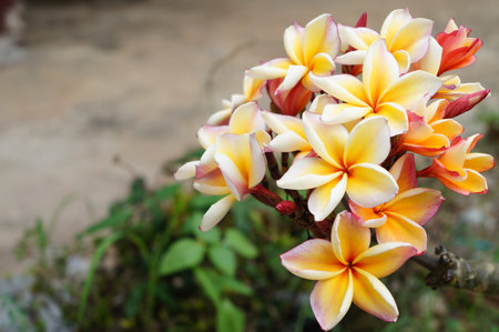Frangipani flowers