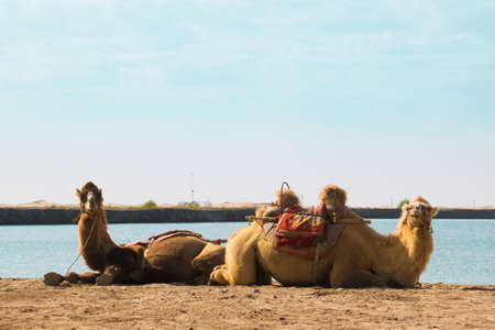 Two camels in front of a lake looking into the cameraの写真素材