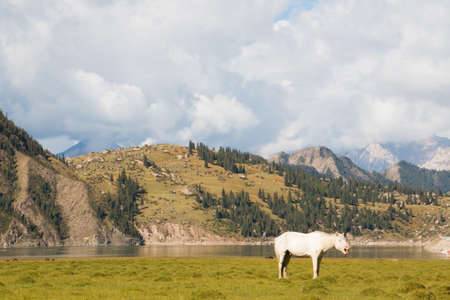 White horse in front of a mountain landscape in Xinjiang Chinaの写真素材
