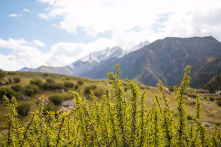 Green plants in front of mountain landscape with blue sky and green grasslandの写真素材