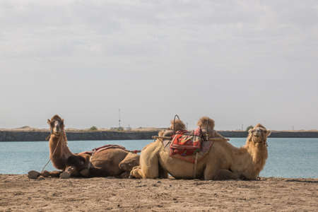 Camels at the riversideの写真素材