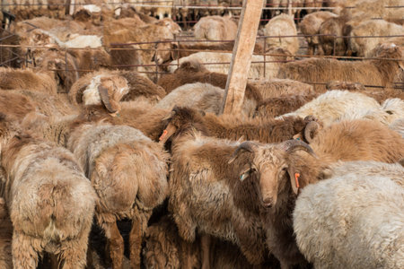 Sheep from herd on an animal market looks into camera