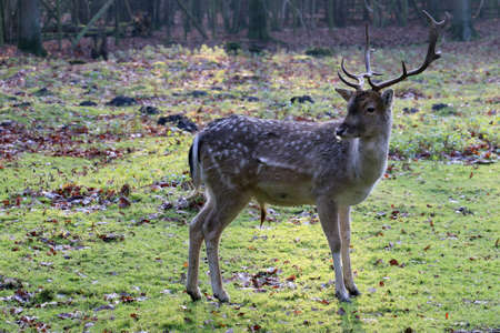Shy deer in the open on grassland near a forestの写真素材