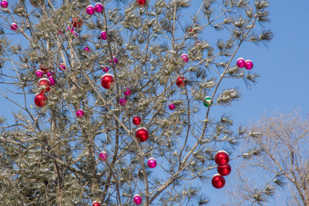 Red and purple christmas baubles in tree in front of blue sky