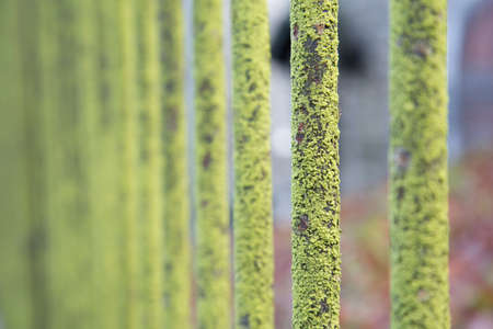 Green rusty steel bar with green mossの写真素材