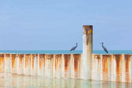 Two birds sitting on a metal wave breaker at the coast of Malaysia staring at an iron pole