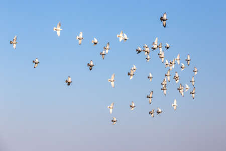Flog of pigeons in front of blue sky with their wings facing the cameraの写真素材