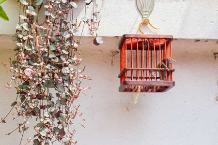 a red cage with long horn grasshopper hanging from a white wallの写真素材