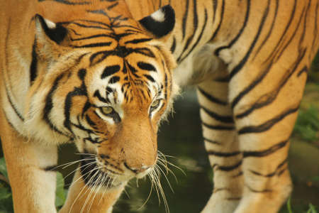 Tigerの写真素材