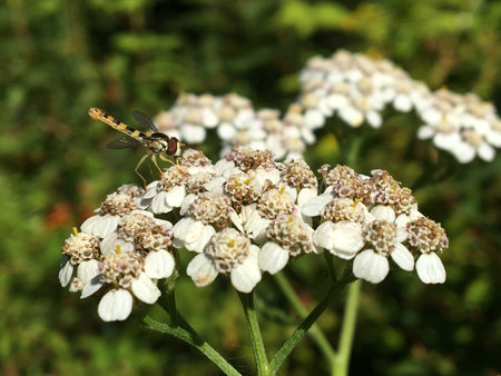 white flower