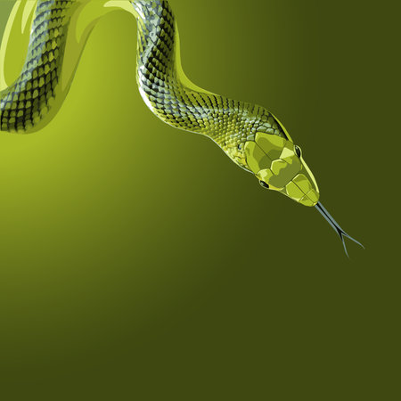 Green tree snake isolated on dark background in realistic style. Vector illustrationのイラスト素材