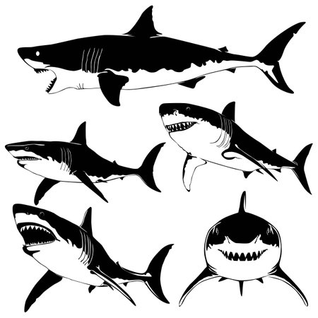 Vector illustration of a sharks . dolphin silhouette isolated on whiteのイラスト素材