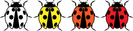 Cute ladybug or ladybird simple flat design red and black. Vector illustration on white background.iconのイラスト素材